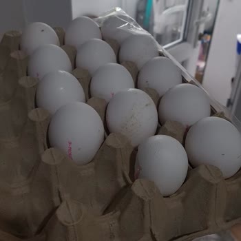 Türem Yumurta Koli İçerisinde Boş Yumurta Kabuğu.