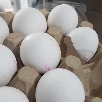 Türem Yumurta Koli İçerisinde Boş Yumurta Kabuğu.