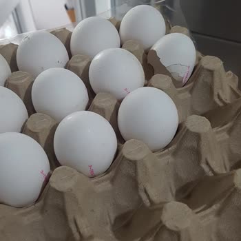 Türem Yumurta Koli İçerisinde Boş Yumurta Kabuğu.