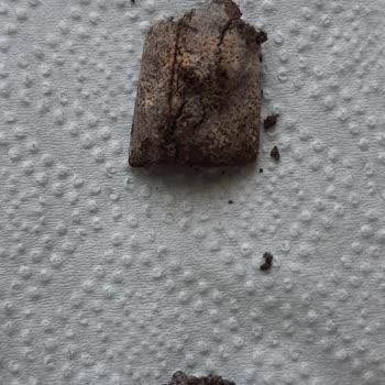 Lipton Tek Dem Çay, Küflü Ve Kalıp Gibi...