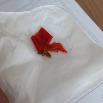 Beyaz Hazır Yemek Silivri, Yemeklerden Salatalardan Kurt Çıkmaya Başladı