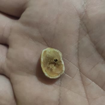 Çitlekçi Kuruyemişten Aldığım Lüks Bayat Kuruyemiş