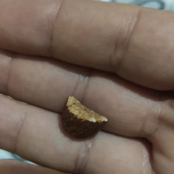 Çitlekçi Kuruyemişten Aldığım Lüks Bayat Kuruyemiş