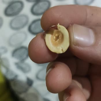 Çitlekçi Kuruyemişten Aldığım Lüks Bayat Kuruyemiş