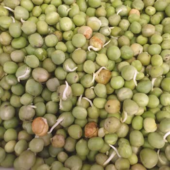 Egedenkapiniza (Instagram) Egedenkapiniza Instagram Sayfası Çürük Bezelye Gönderiyor