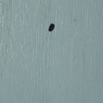 Hipp Mamadan Böcek Çıktı