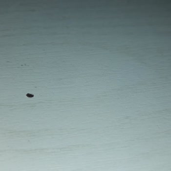 Hipp Mamadan Böcek Çıktı