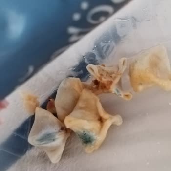 Tokana Mantı Tokana Bohça Mantı Küflenmiş