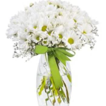 Osevio Soluk Çiçek