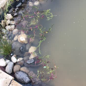 Akvaryumbitkicim.com Görsel Yanıltmaca Ürün Görselleriyle Gönderdikleri Bambaşka