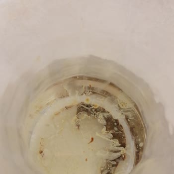 BEE'O Propolis Damla