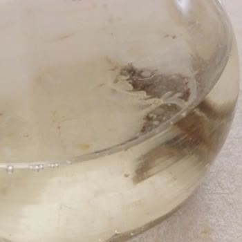 BEE'O Propolis Damla