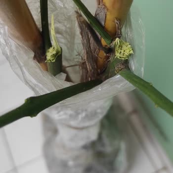 Rumeli TV Gelen Meyve Fidanlarının Söylenenden Çok Farklı Çıkması