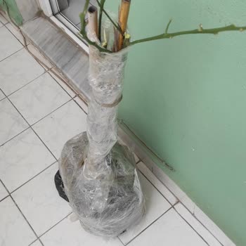 Rumeli TV Gelen Meyve Fidanlarının Söylenenden Çok Farklı Çıkması