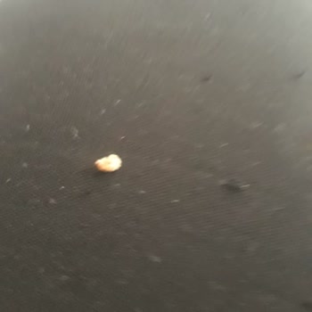 Safir Sağlık Tıp Merkezi Diş Doktoru Ağzımı Mahvetti!