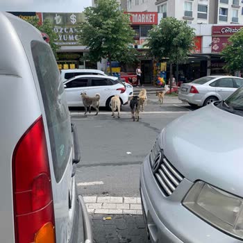 Arnavutköy Belediyesi Çeteleşmiş Sokak Köpekleri