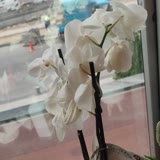 Osevio.com Hem Yanlış, Hem De Ölü Çiçek Gönderdiler