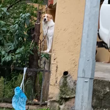 Maltepe Belediyesi Maltepe Sokak Hayvanları