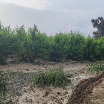 TARSİM Hatalı Eksper Raporu