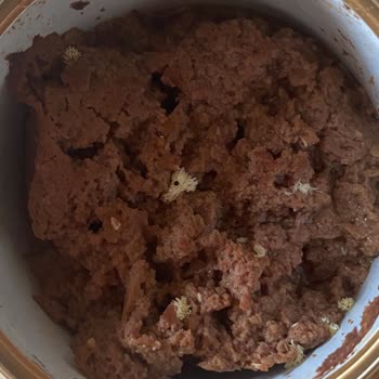 Nestle Purina PetCare Purina Gourmet Gold Yaş Mama Bozuk!?