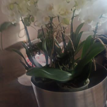 Çiçek Sepeti Görsel Farklı Ürün Ve İlgisiz Müşteri Hizmetleri