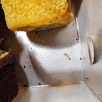 Lokum Atölyesi Kurtlu Ve Bayat Lokumlar