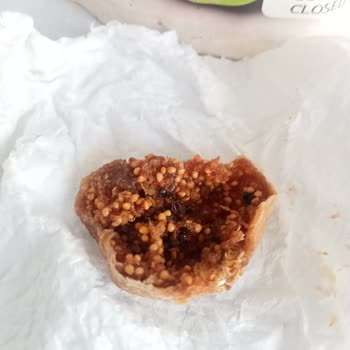 Dovido Kuru İncirde Kocaman Ölmüş Karıncalar Var