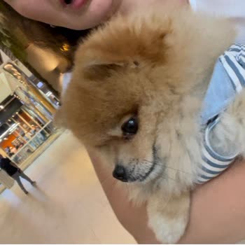 Axis AVM Bayrampaşa Evcil Hayvanla Girişin Engellenmesi