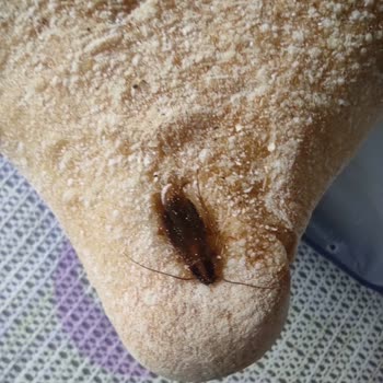 Demetevler Taksim Fırından Aldığımız Ekmek Hamuruna Böcek Yapışmış!