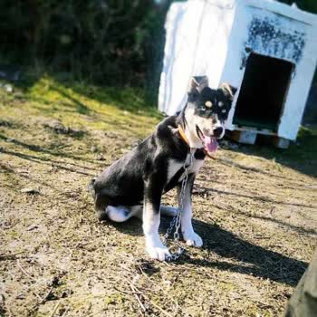 Gerze Belediyesi Hayvan Barınağı. Bu Duruma Sessiz Kalma