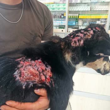 Gerze Belediyesi Hayvan Barınağı. Bu Duruma Sessiz Kalma