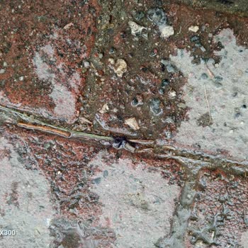 Ülker Link İçinden Yabancı Siyah Bir Madde Çıkması