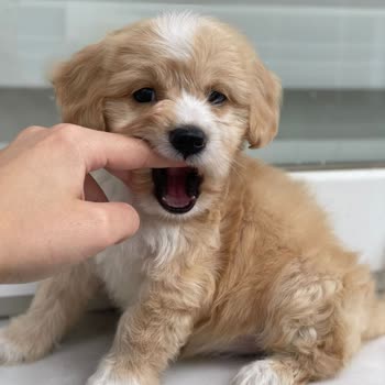 Petcim.com'dan Hayvan Almak