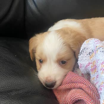 Petcim.com'dan Hayvan Almak