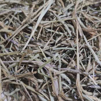 Baharat Evim Çoban Çantası Bitkisi İstedik, Siparişimiz Çer Çöp Geldi.