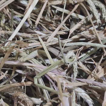 Baharat Evim Çoban Çantası Bitkisi İstedik, Siparişimiz Çer Çöp Geldi.