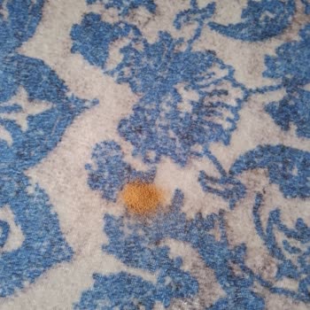 Mandalin Masa Sandalye Alınan Ürünlerin Ayaklarda Böceklenme