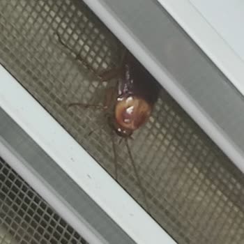 Tarsus Şehit İshak Mahallesi Hamam Böceği Sorunu