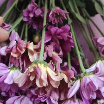 Çiçek Sepeti Çürümüş Çiçek Gönderildi