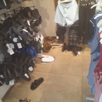 Novada Edremit AVM İçerisinde Kızımın Elini Köpek Isırdı