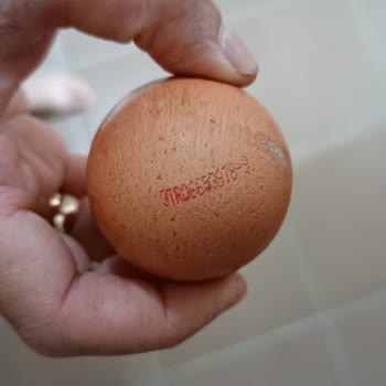 Lele Yumurta Bozuk Ve Çürümüş Yumurta