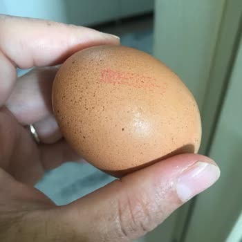 Lele Yumurta Bozuk Ve Çürümüş Yumurta