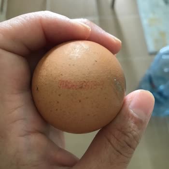 Lele Yumurta Bozuk Ve Çürümüş Yumurta