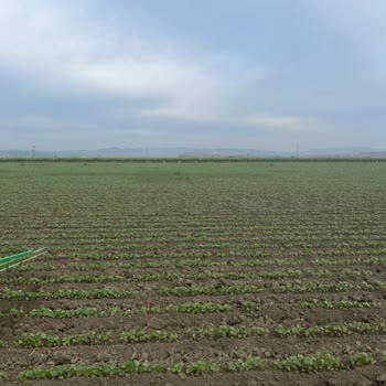 Syngenta Fusilade İlacı Kullanımı Sorunu