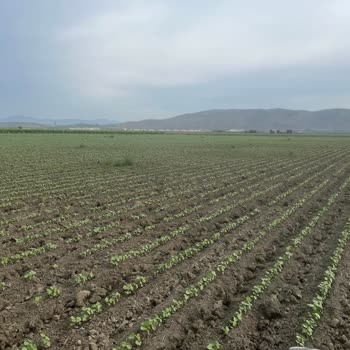 Syngenta Fusilade İlacı Kullanımı Sorunu