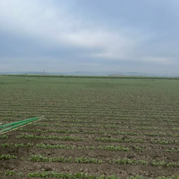 Syngenta Fusilade İlacı Kullanımı Sorunu