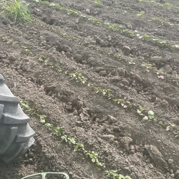 Syngenta Fusilade İlacı Kullanımı Sorunu