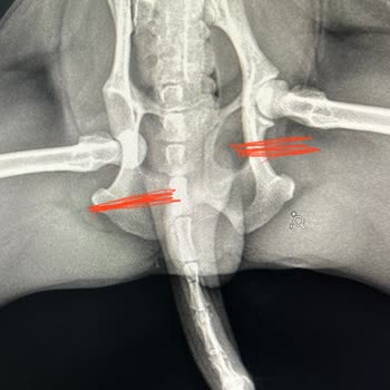 Müjde Pet Kuaförü'nde Mağduriyet