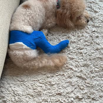 Müjde Pet Kuaförü'nde Mağduriyet