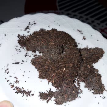 Çaykur Çayının İçinden Küflü Kalıplaşmış Çay Çıktı